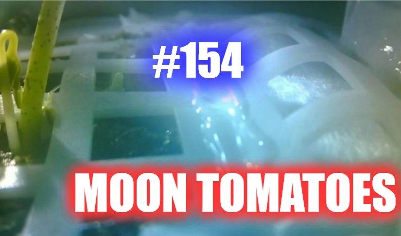 #154- Moon Tomatoes